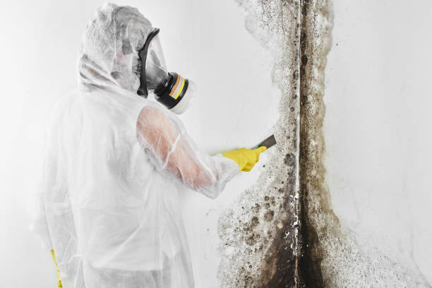 Best White Mold Remediation in Pine Ridge, PA