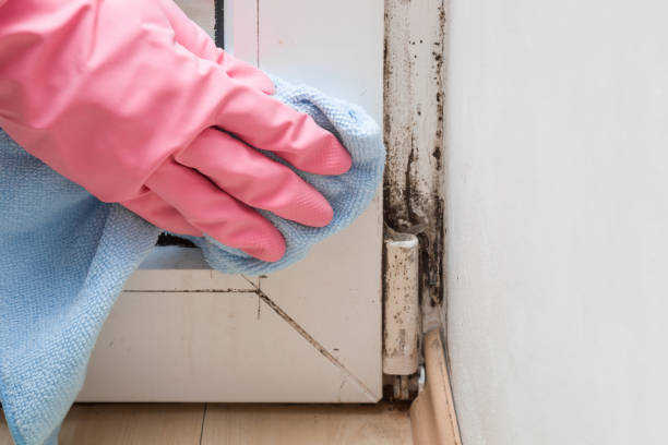 Best Emergency Mold Remediation in Pine Ridge, PA